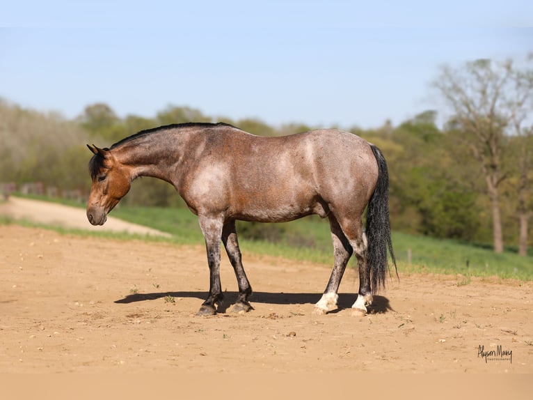 American Quarter Horse Ruin 10 Jaar 142 cm Buckskin in Bellevue