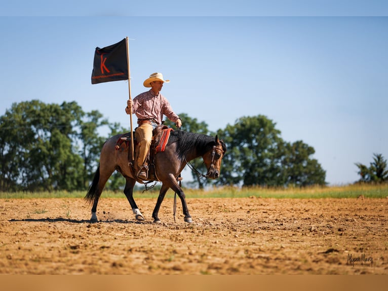 American Quarter Horse Ruin 10 Jaar 142 cm Buckskin in Bellevue