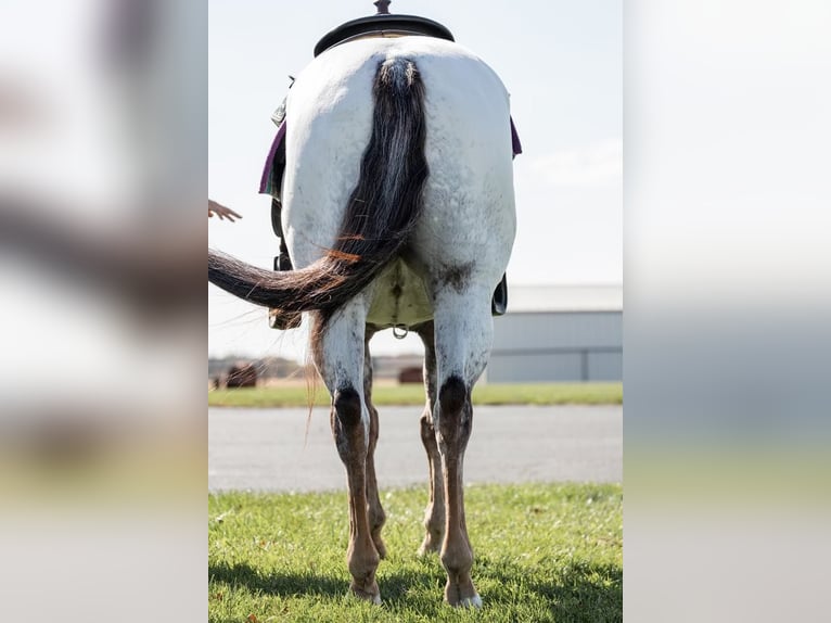 American Quarter Horse Ruin 10 Jaar 142 cm Donkere-vos in River Falls WI