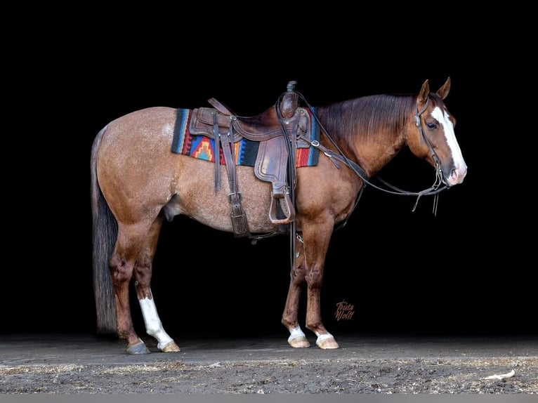 American Quarter Horse Ruin 10 Jaar 142 cm in Holland, IA