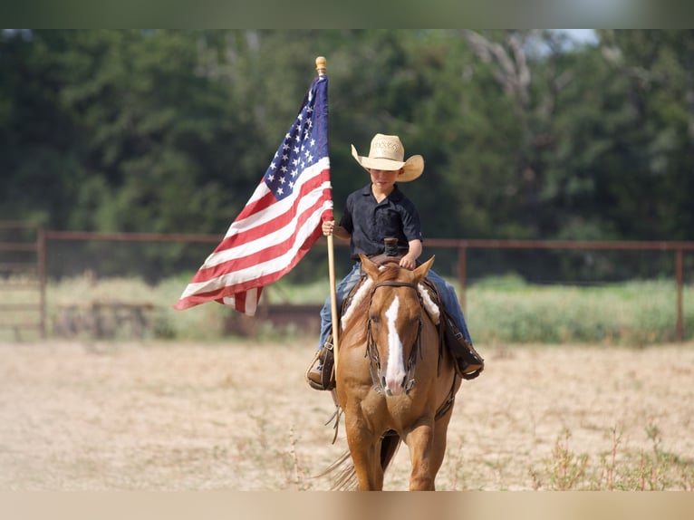 American Quarter Horse Ruin 10 Jaar 142 cm Red Dun in Collinsville