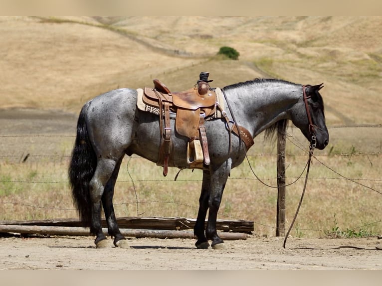 American Quarter Horse Ruin 10 Jaar 142 cm Roan-Blue in Tres Pinos