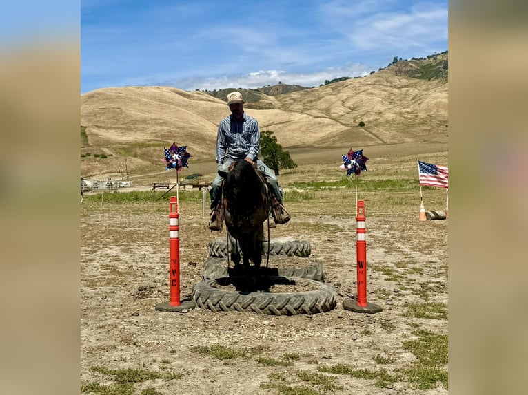 American Quarter Horse Ruin 10 Jaar 142 cm Roan-Blue in Tres Pinos