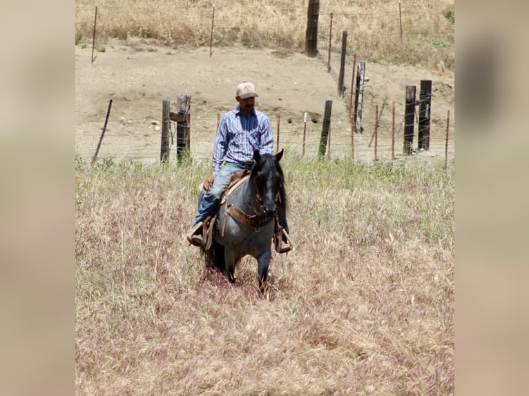 American Quarter Horse Ruin 10 Jaar 142 cm Roan-Blue in Tres Pinos