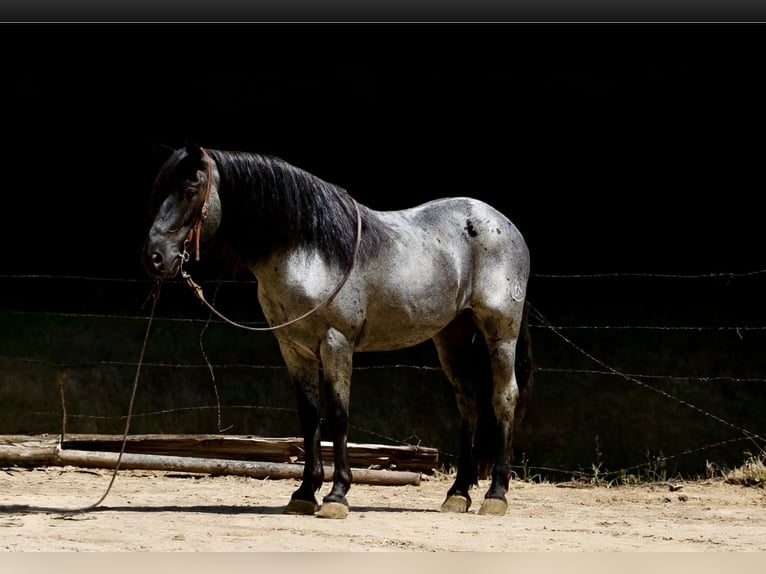 American Quarter Horse Ruin 10 Jaar 142 cm Roan-Blue in Tres Pinos