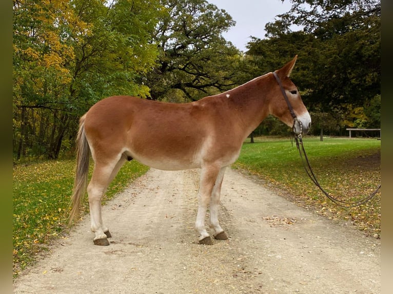 American Quarter Horse Ruin 10 Jaar 142 cm Roodvos in Van Horne IA