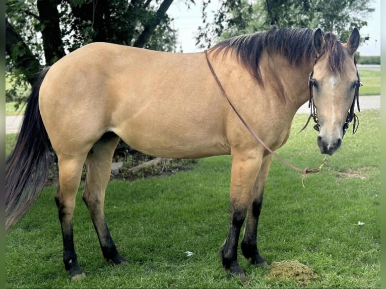 American Quarter Horse Ruin 10 Jaar 145 cm Buckskin in Perry OK