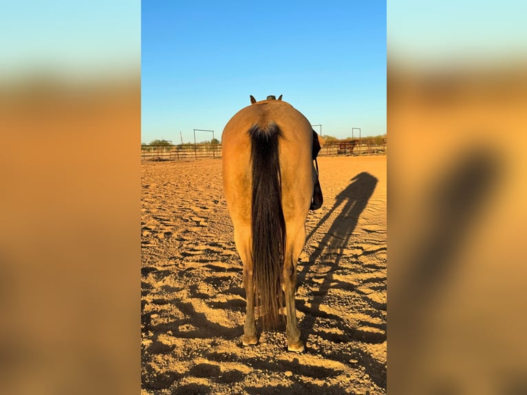 American Quarter Horse Ruin 10 Jaar 145 cm Buckskin in Perry OK