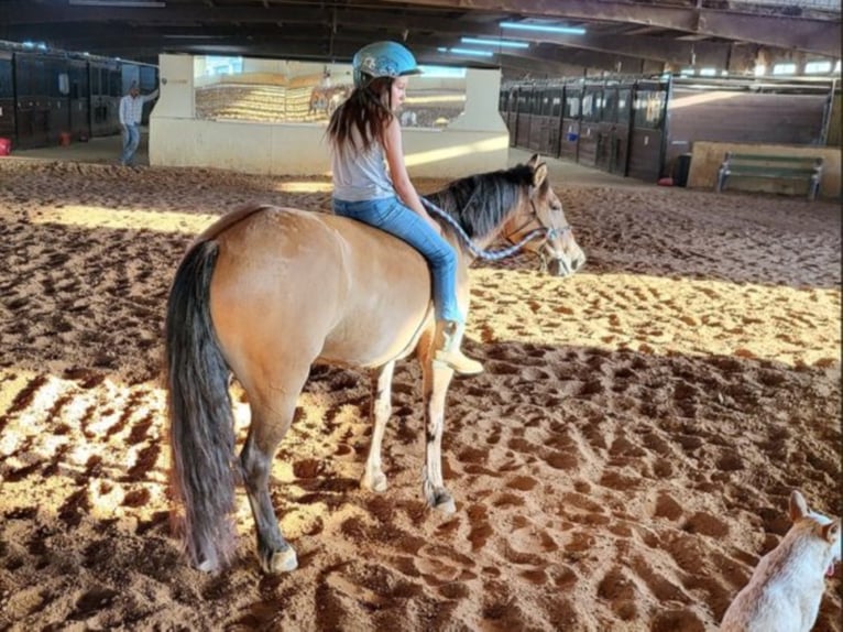 American Quarter Horse Ruin 10 Jaar 145 cm Falbe in Aubrey Tx