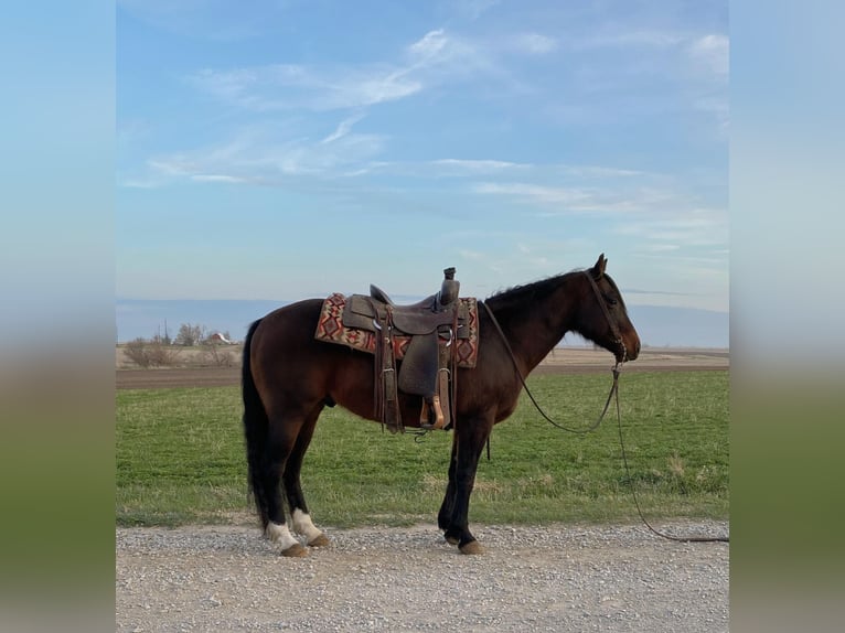 American Quarter Horse Ruin 10 Jaar 145 cm Roodbruin in Van Horne IA