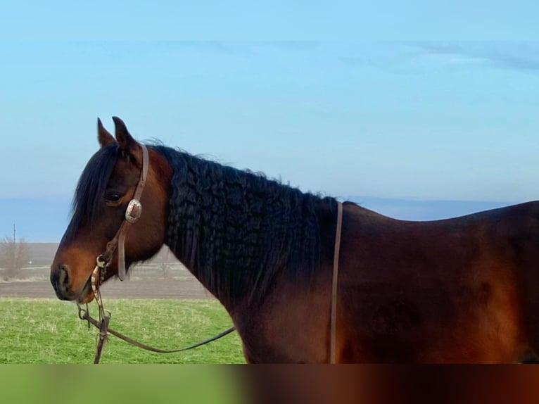 American Quarter Horse Ruin 10 Jaar 145 cm Roodbruin in Van Horne IA