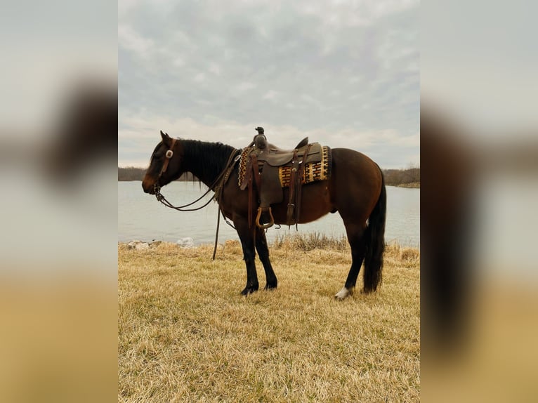 American Quarter Horse Ruin 10 Jaar 145 cm Roodbruin in Van Horne IA