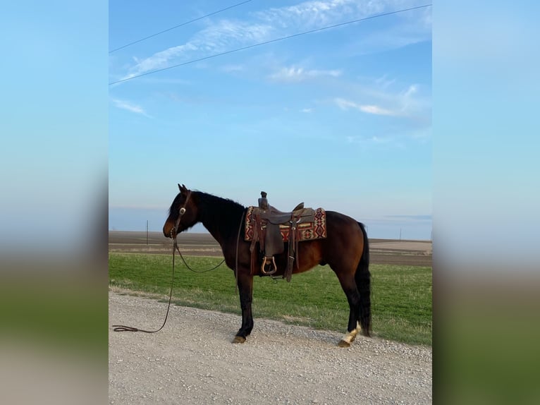 American Quarter Horse Ruin 10 Jaar 145 cm Roodbruin in Van Horne IA