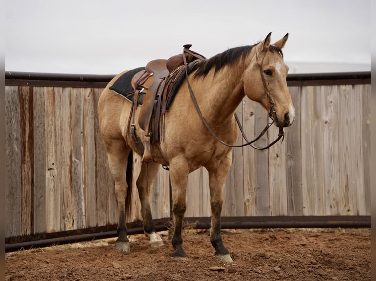 American Quarter Horse Ruin 10 Jaar 147 cm Buckskin in Amarillo