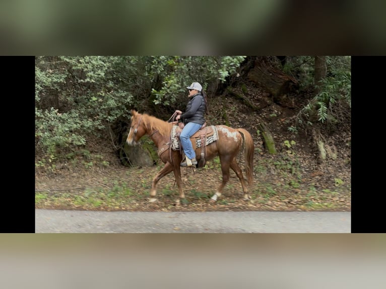 American Quarter Horse Ruin 10 Jaar 147 cm Donkere-vos in Paicines CA