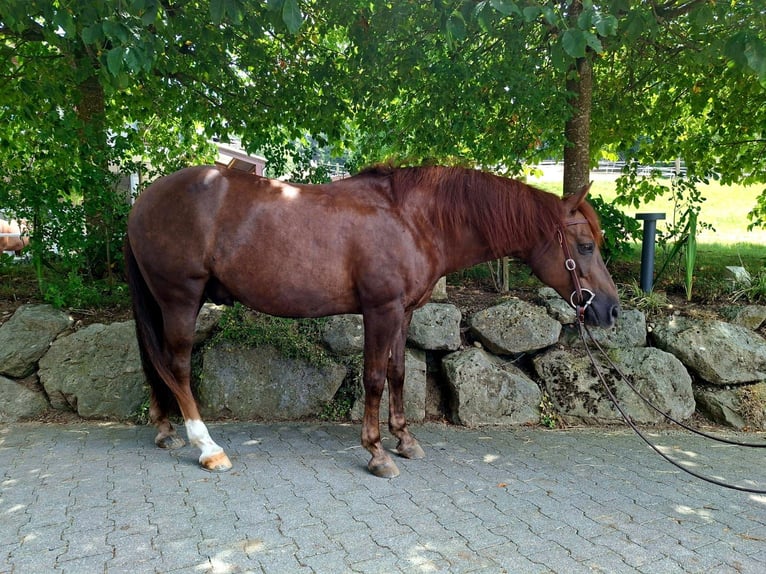 American Quarter Horse Mix Ruin 10 Jaar 147 cm Donkere-vos in Hosenruck