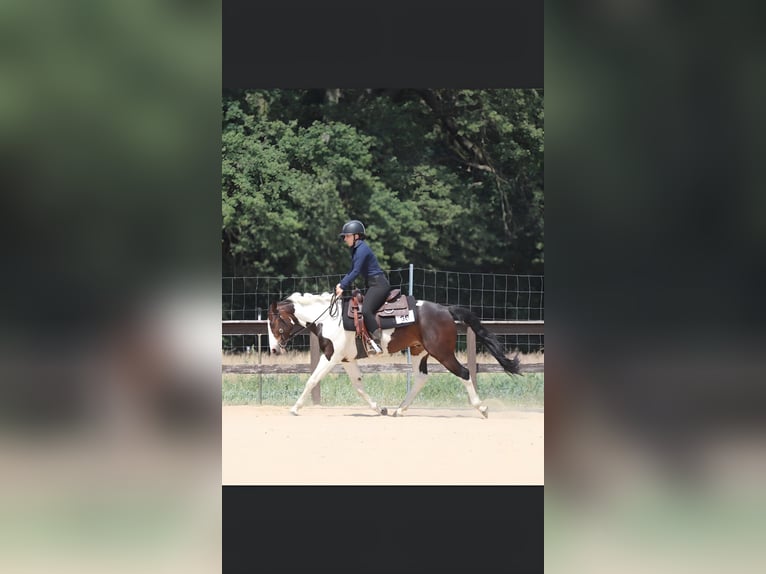 American Quarter Horse Mix Ruin 10 Jaar 147 cm Gevlekt-paard in Spremberg