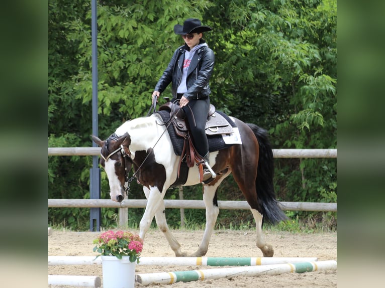 American Quarter Horse Mix Ruin 10 Jaar 147 cm Gevlekt-paard in Spremberg