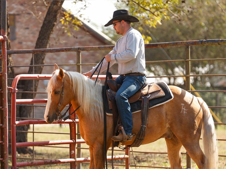 American Quarter Horse Ruin 10 Jaar 147 cm Palomino in Troy