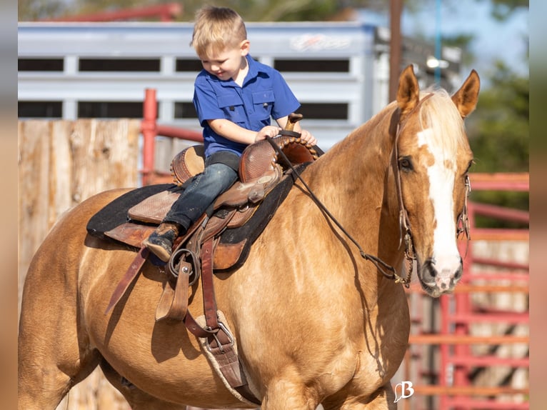 American Quarter Horse Ruin 10 Jaar 147 cm Palomino in Troy