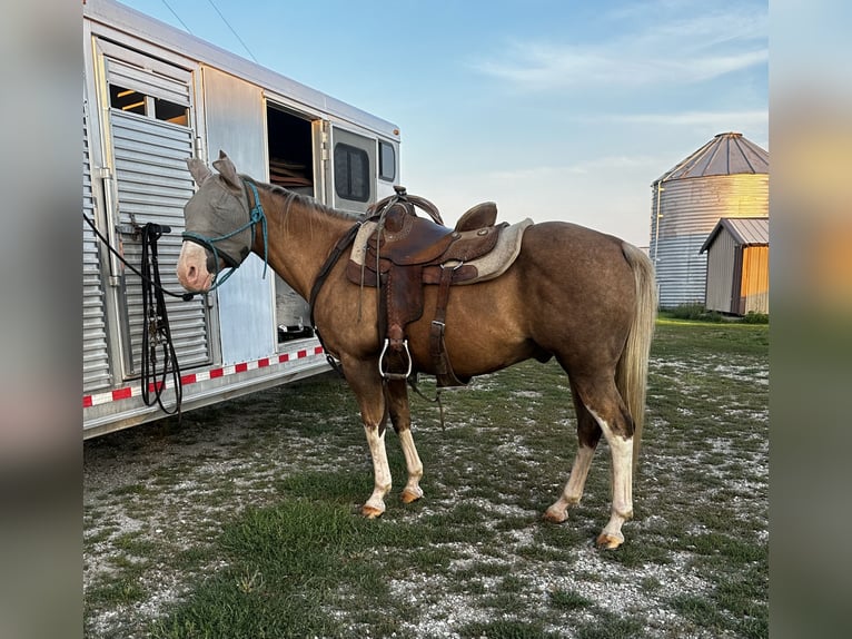 American Quarter Horse Ruin 10 Jaar 147 cm Palomino in Bloomfield, IA