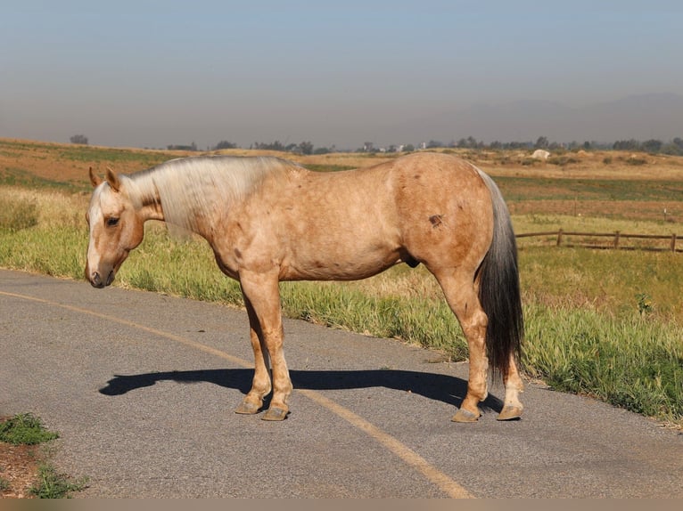 American Quarter Horse Ruin 10 Jaar 147 cm Palomino in Norco