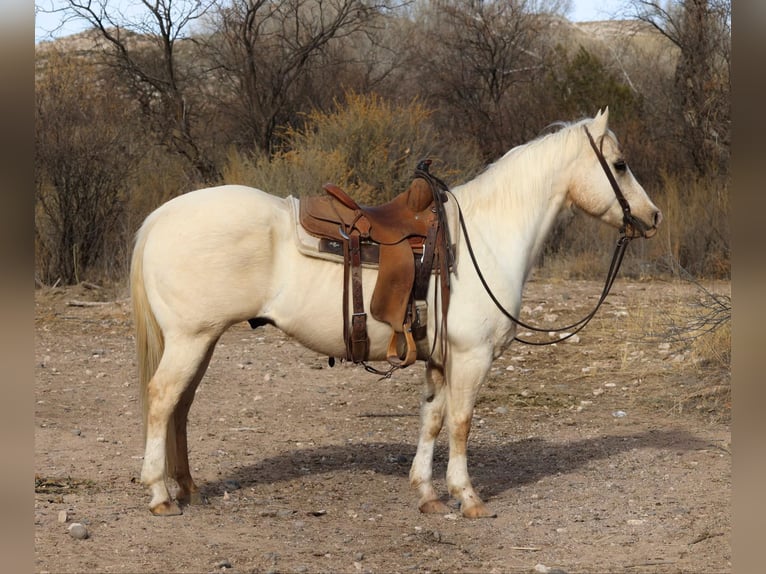American Quarter Horse Ruin 10 Jaar 147 cm Palomino in Camp Verde AZ