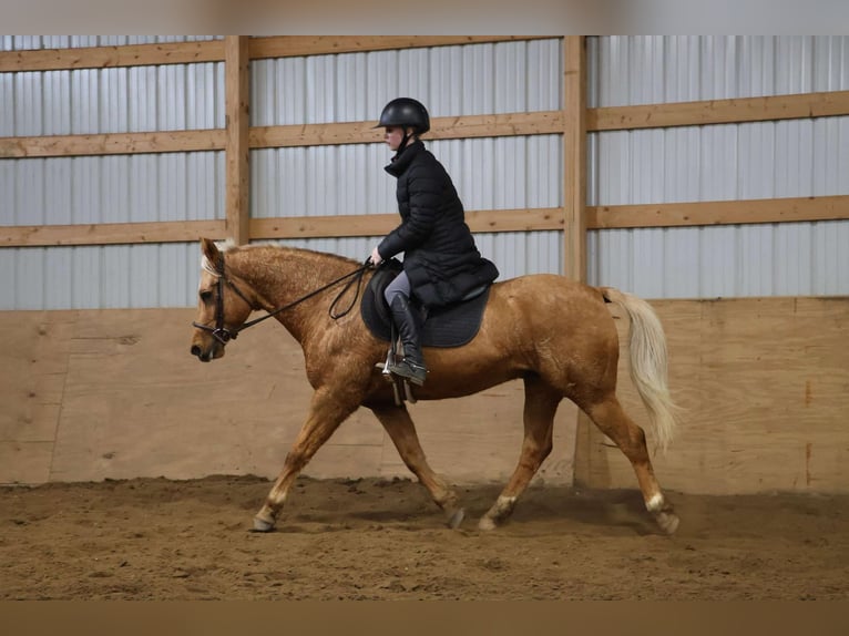 American Quarter Horse Ruin 10 Jaar 147 cm Palomino in Howell, MI