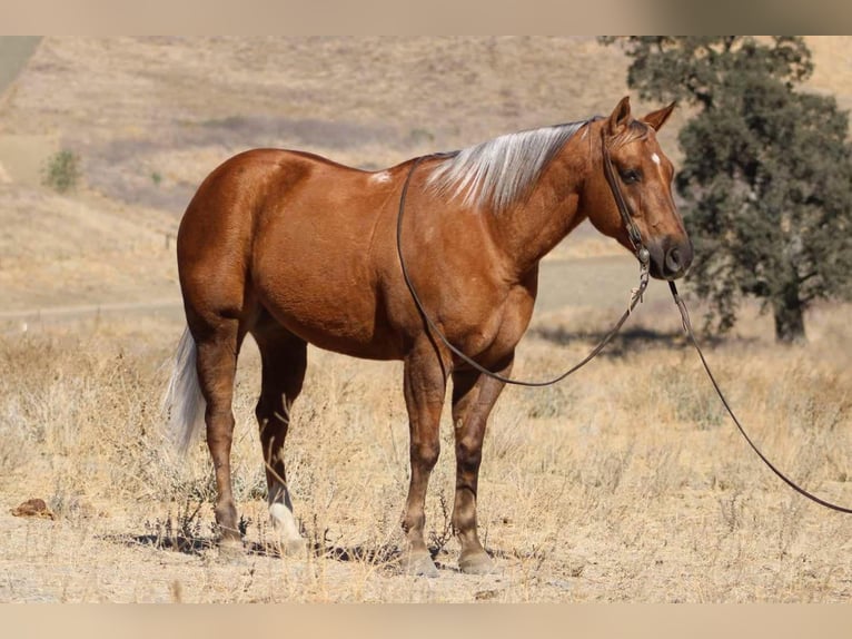 American Quarter Horse Ruin 10 Jaar 147 cm Palomino in Paicines CA