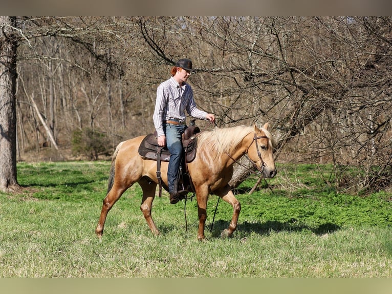 American Quarter Horse Ruin 10 Jaar 147 cm Palomino in Mc Connellsburg