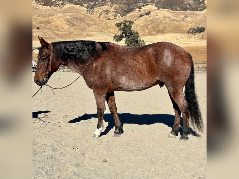 American Quarter Horse Ruin 10 Jaar 147 cm Roan-Bay in Bitterwater CA