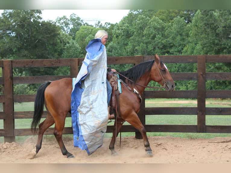 American Quarter Horse Ruin 10 Jaar 147 cm Roan-Bay in Cherryville NC