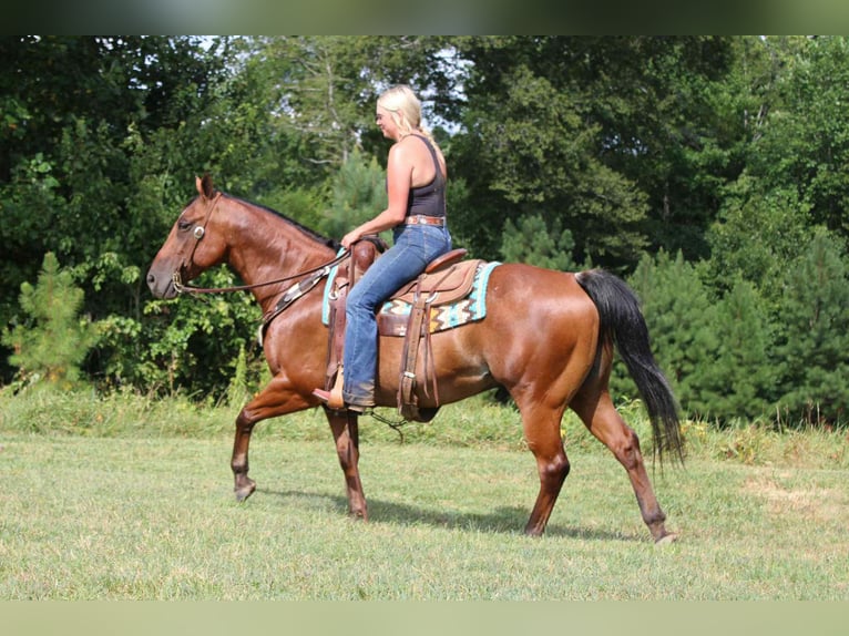 American Quarter Horse Ruin 10 Jaar 147 cm Roan-Bay in Cherryville NC