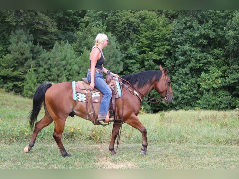 American Quarter Horse Ruin 10 Jaar 147 cm Roan-Bay in Cherryville NC