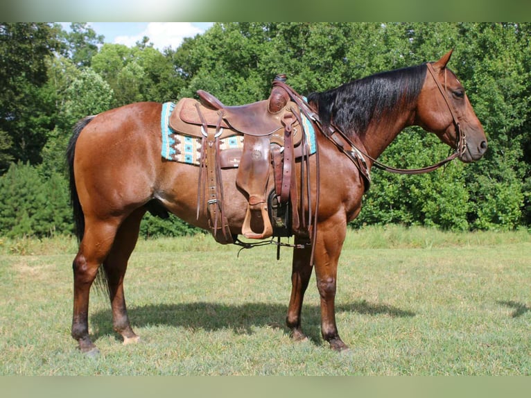 American Quarter Horse Ruin 10 Jaar 147 cm Roan-Bay in Cherryville NC