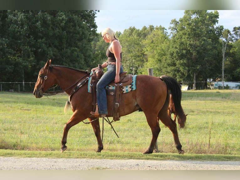 American Quarter Horse Ruin 10 Jaar 147 cm Roan-Bay in Cherryville NC