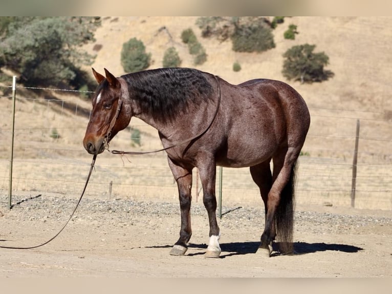 American Quarter Horse Ruin 10 Jaar 147 cm Roan-Red in Paicines CA