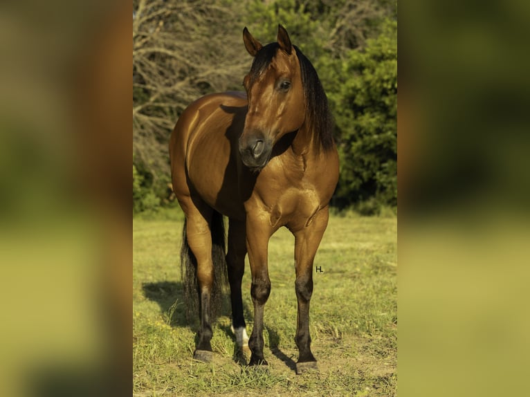American Quarter Horse Ruin 10 Jaar 147 cm Roodbruin in Weatherford, TX
