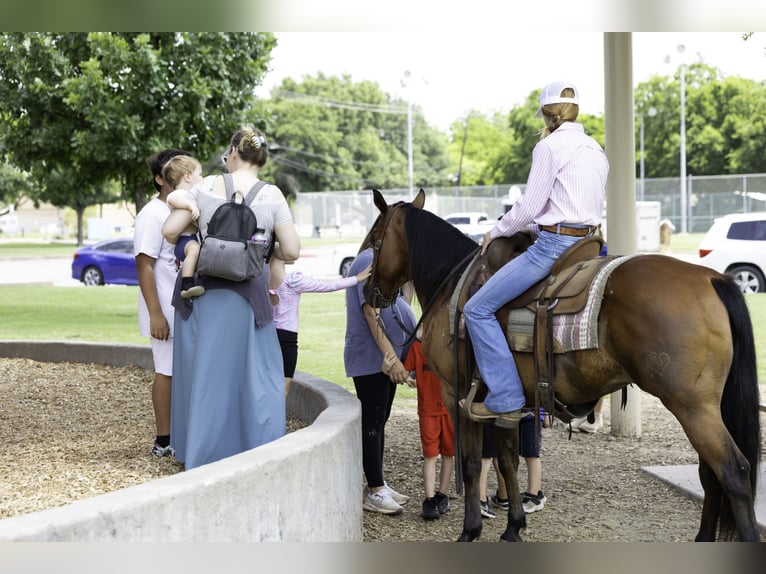 American Quarter Horse Ruin 10 Jaar 147 cm Roodbruin in Weatherford, TX