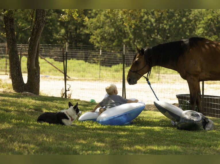 American Quarter Horse Ruin 10 Jaar 147 cm Roodbruin in Weatherford, TX