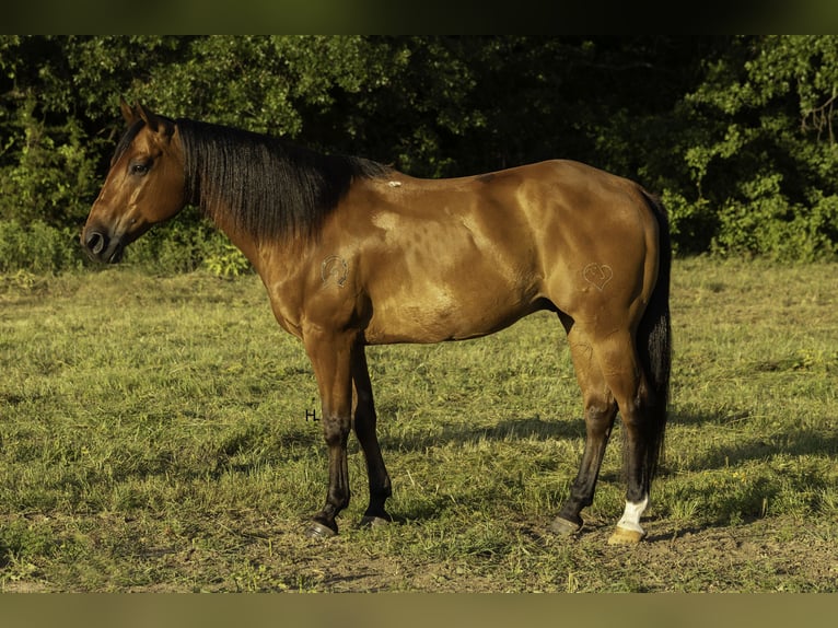 American Quarter Horse Ruin 10 Jaar 147 cm Roodbruin in Weatherford, TX
