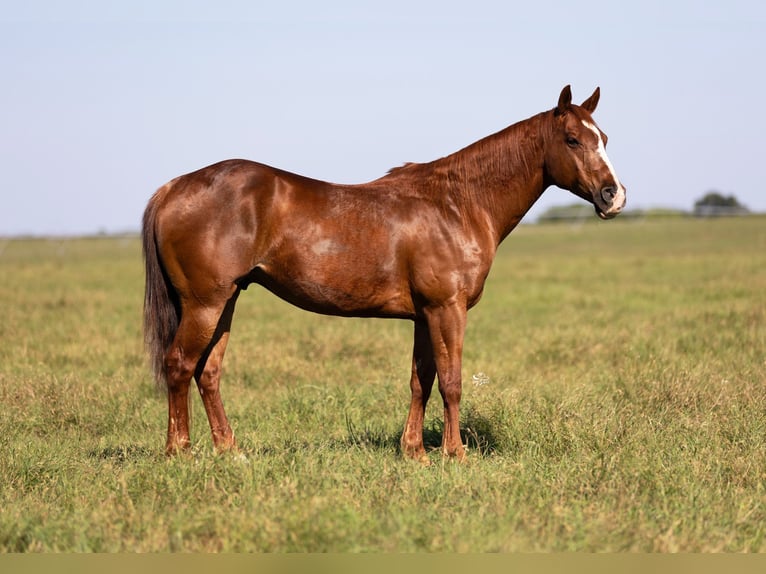 American Quarter Horse Ruin 10 Jaar 147 cm Roodvos in Dublin, TX