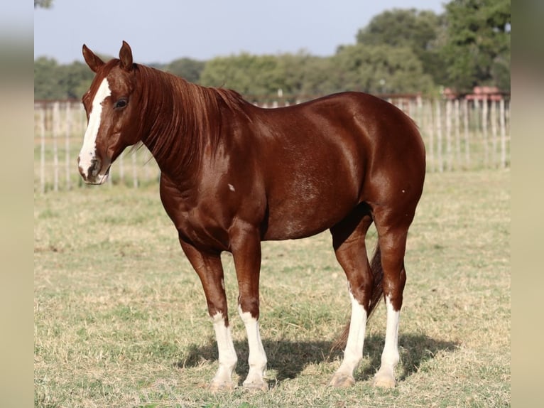 American Quarter Horse Ruin 10 Jaar 147 cm Roodvos in Mineral Wells