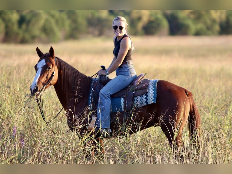 American Quarter Horse Ruin 10 Jaar 147 cm Roodvos in Mineral Wells