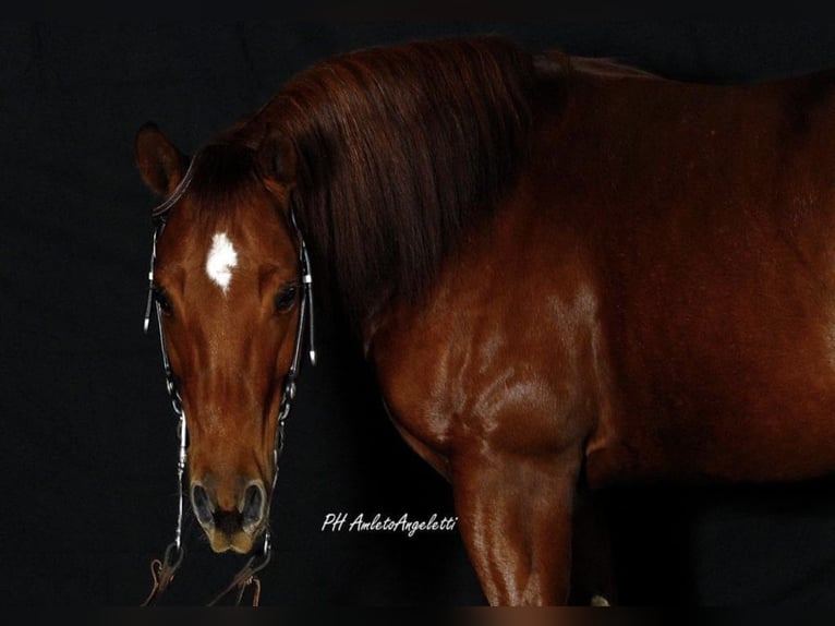 American Quarter Horse Ruin 10 Jaar 147 cm Roodvos in Vernasca