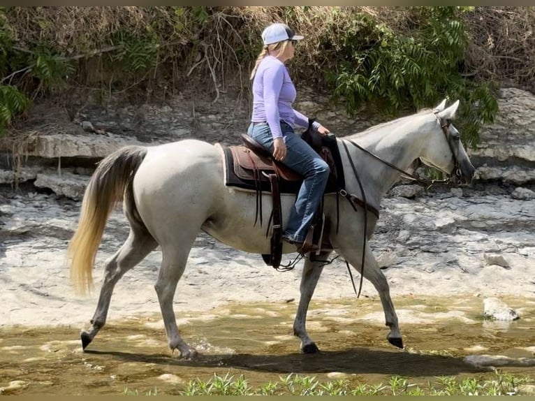 American Quarter Horse Ruin 10 Jaar 147 cm Schimmel in Weatherford TX