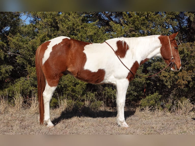 American Quarter Horse Ruin 10 Jaar 147 cm Tobiano-alle-kleuren in Guthrie OK