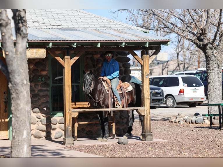 American Quarter Horse Ruin 10 Jaar 147 cm Zwart in Camp Verde AZ