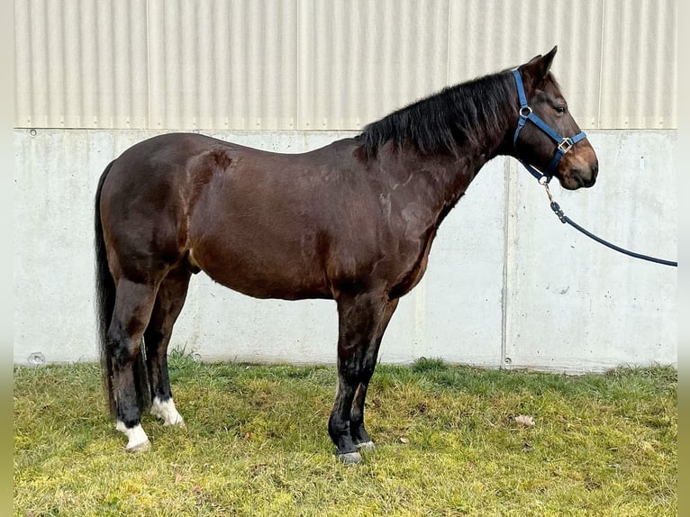 American Quarter Horse Ruin 10 Jaar 149 cm Donkerbruin in Walliswil b. Niederbipp