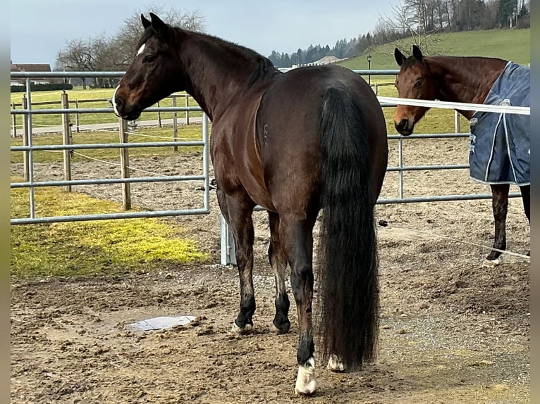 American Quarter Horse Ruin 10 Jaar 149 cm Donkerbruin in Walliswil b. Niederbipp